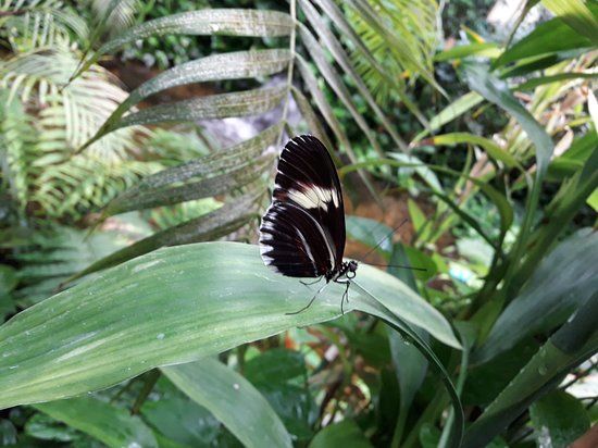 Butterfly House
